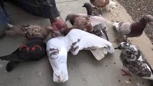 Comment Apprivoiser Un Jeune Pigeon Qui Vient De Quitter Son Nid Lc Video Youtube