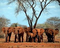 There are animals such as lions, african wildcats, klipspringer, steenbok, burchell's zebra, african. Savanna Wildlife Ask A Biologist