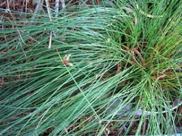 Image result for Schoenoplectiella juncea
