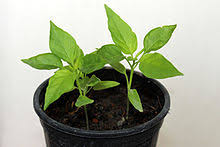 How to grow peppers series which is how to grow carolina reaper hot pepper. Carolina Reaper Wikipedia