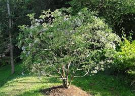 Image result for Pavetta