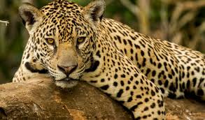 They eat variety of animals including turtles, deer and reptiles. Rainforest Animals Facts Jaguar