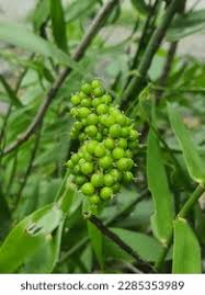 Image result for Flagellariaceae