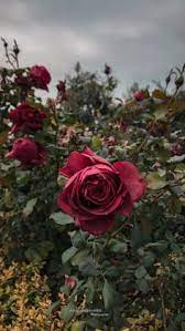 We did not find results for: 120 Rose Ideas In 2021 Rose Hair Braid Videos Sky Photography Nature