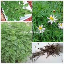 Banyak rupanya khasiat ulam raja ni, nak tanam pun senang ulam raja ni nak hidup pun senang. 30pcscosmos Caudatus Seeds Biji Benih Ulam Raja Shopee Malaysia