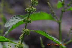 Image result for Rumex nepalensis