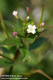 Image result for Epilobium salignum