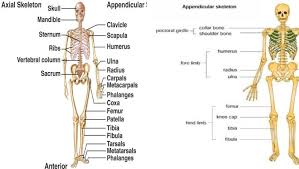 Each bone is a complex living organ that is made up of many cells, protein fibers, and minerals. Figure 2 From A Brief Study On Human Bone Anatomy And Bone Fractures Semantic Scholar