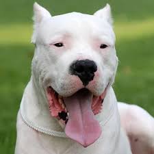 Arjantin Dogo Kopekleri Argentinian Dog Dog Argentino Dogs