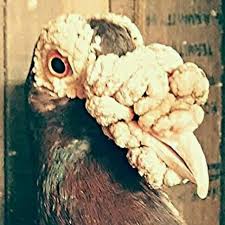 Grand National Pigeon Show Champions