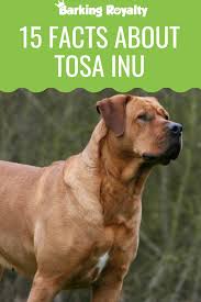 15 Facts About Tosa Inu Japan S Most Dangerous Dog Barking Royalty Giant Dog Breeds Dogs Dangerous Dogs