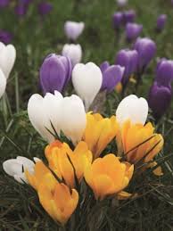 Source yellow and purple lady slipper flowers are native to the uk and other countries in europe, including spain. Crocus Bulbs For Sale Mixed Crocus Gold Medal Winning Harts Nursery