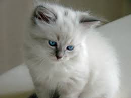 Hypoallergenic kitten in cats & kittens for rehoming in ontario. Siberian Kitten With Nev Rose And Brothers Sisters Wilders Gift Grandparents Siberian Kittens Siberian Cat Cats