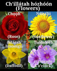Take, for instance, all of the different meanings attributed to variously colored carnations: Flowers In Navajo Navajo Words Native American Language Navajo Culture
