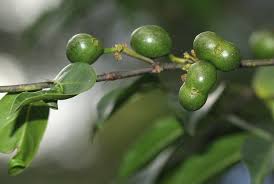 Image result for Canthium