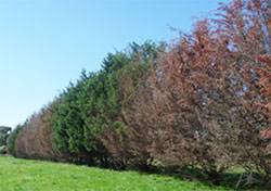 Check spelling or type a new query. Cypress Canker Shrub And Tree Diseases Plant Diseases Biosecurity Agriculture Victoria