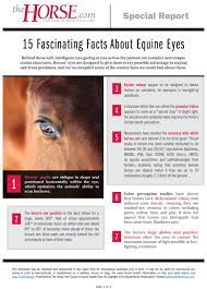 15 Fascinating Facts About Equine Eyes The Horse