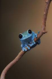 Im So Lonesome And Blue Lol Animali Cuccioli Di Animale Rane Degli Alberi