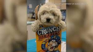 Find pets for adoption throughout riverside, including in: Puppy Adopted After Being Placed In Cereal Box Dropped Off At Socal Animal Shelter 6abc Philadelphia