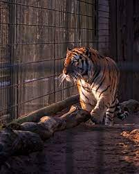 Caged King Of The Jungle At The Tallinn Zoo In Estonia Big Cats Art Tiger Art Big Cats