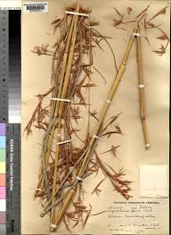 Image result for Hyparrhenia tamba