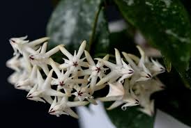 Image result for hoya multiflora