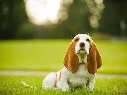 Our world's smallest dog breeds page includes popular as well as rare breeds. 9 Dogs With Long Ears