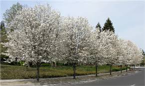 Over 6,050 flowering pear tree pictures to choose from, with no signup needed. Ufei Selectree A Tree Selection Guide