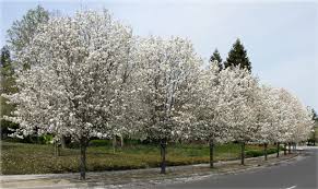 We created the ornamental pear. Ufei Selectree A Tree Selection Guide