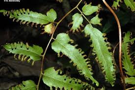 Image result for Lygodium