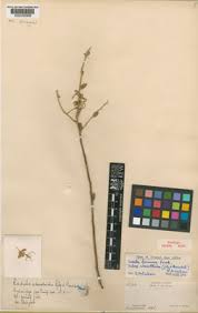 Image result for Cadaba glaberrima