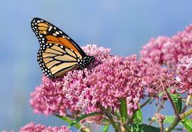 34 Host Plants For Butterflies Caterpillars New Guide Bird Watching Hq Swamp Milkweed Plants That Attract Butterflies Milkweed Plant
