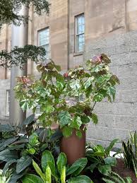Image result for Hibiscus tiliaceus
