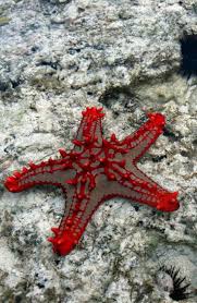 Colourful Starfish Line The Shores Of Zanzibar Read Up On Where You Can Stay In Our Journal Entry Zanzibar Hotels And Wassertiere Meereswelt Unterwasser Tiere
