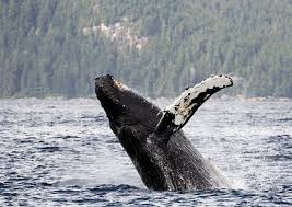 The great collection of humpback whale wallpaper for desktop, laptop and mobiles. Humpback Whale Wallpaper 2048x1451 146946 Wallpaperup