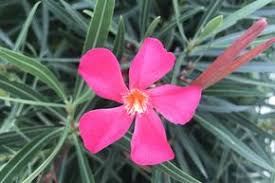 Oleander sind nicht winterhart und sollten deshalb grundsätzlich an einen frostfreien ort zur überwinterung gebracht werden. Vertragt Ein Oleander Frost Pflegetipps Und Frostschutz