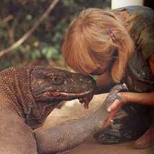 Sastrawan est une sommité en matière de varans de komodo, l'espèce la plus grande et la plus mortelle sur terre. Dragon De Komodo Varanus Komodoensis Photos Video Dinosoria