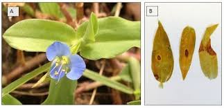 Image result for Commelina diffusa