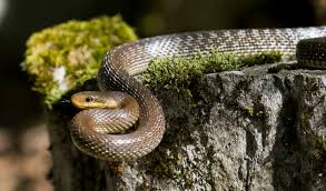 Rat Snake Wikipedia