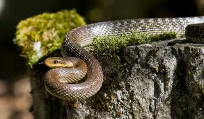 rat snake wikipedia