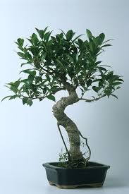 This tropical shrub makes an attractive indoor tree with glossy leaflets that spiral out like spokes on a wheel. 30 Best Indoor Plants For Apartments Best Houseplants For City Dwellers