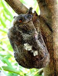 Kagwang Or Philippine Flying Lemur Or Colugo Least Concern 1 000 4 000 Individuals Rare Animals Flying Lemur Flying Squirrel