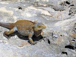 Image result for Icuria