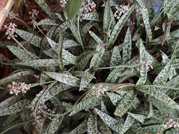 5 out of 5 stars. Ledebouria Silver Squill Tips On Growing Caring For Silver Squill Plants