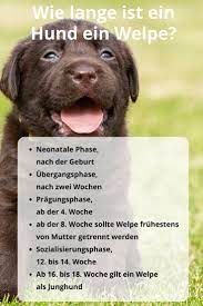 Darüber hinaus kann man im welpenalter von etwa zwei monaten gut schätzen, wie groß der hund als erwachsener sein wird. Wie Lange Ist Ein Hund Ein Welpe Welpenzeit Bis Zur 18 Lebenswoche