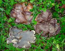 Image result for Sarcophrynium prionogonium