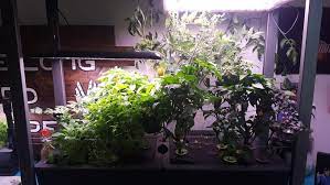 When the water is low, the led screen will show a red alert saying, add water and the fill line inside the bowl is clearly marked. Aerogarden Farm Plus Garden 3 Week 14 Update Disabled Kitchen And Garden