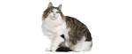 Norwegian Forest Cat Breed Information, Pictures ...