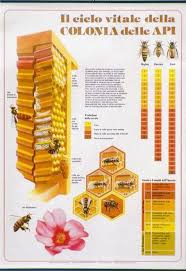 Honey Bee Life Cycle Chart 64x88cm Didactic Material And