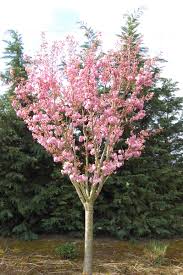 Image result for Prunus serrulata